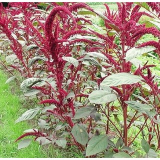 아마란스 1g (일반종) 재래종 토종씨앗 희귀종자(SL)