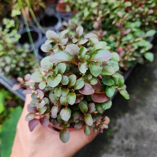 P老闆園藝 紅圓葉 紅波 3吋盆 水生植物, 1個