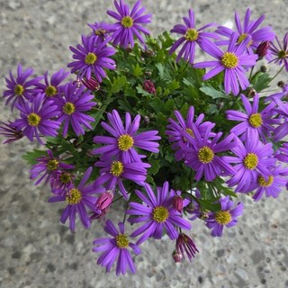 사계국화 보라색 반려식물 에이피플랜츠, 4개, 기본