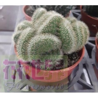 花花世界 多肉植物 金紐綴化 不規則生長3吋盆, 1個