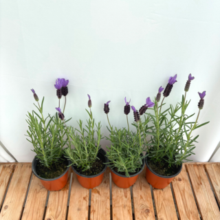 향기나는 허브 보라색꽃 프렌치라벤더 3+1, 1개