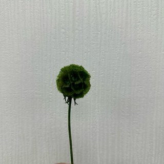 不凋松蟲果風車果 乾燥花 居家裝飾 DIY花材, 深綠