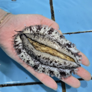 수연수산 완도 활전복, 1박스, (중)14-16미 1kg