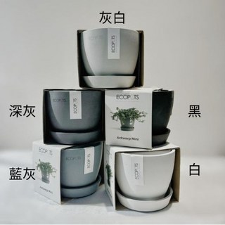 盆空間 袖珍椰子盆栽 (水泥盆/環保盆) 3吋-4.5吋 室內綠植 淨化空氣, 植物+土壤+環保盆+底盤（3.5吋盆）, 1個