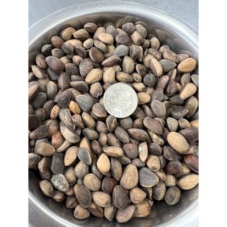 頂級帶殼超大松子 600g 剛到港新貨, 1個, 中大紅松子