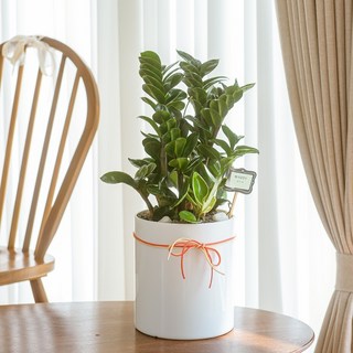 나눔플라워 전국 관엽식물 금전수 스투키 해피트리 행운목 극락조 고무나무 개업축하 실내공기정화 사무실식물 나무배달서비스, 1개, 금전수(테이블용)