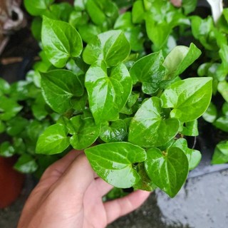 P老闆園藝 魚腥草 水生植物 濕地植物 雨林植物 3吋盆, 1個