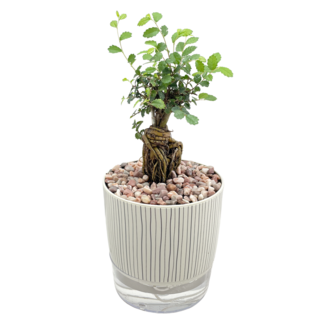 小品文化 榆樹 4吋仿瓷免澆水盆栽 - 室內盆栽、辦公室盆栽、懶人盆栽, 條紋盆子, 1個