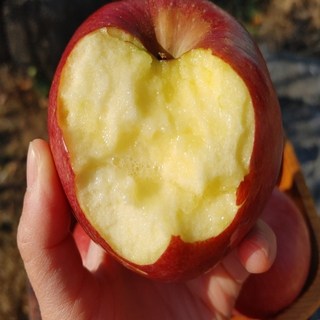 [봄맞이기념] 경북 청송 부사 사과, 1박스, 10kg