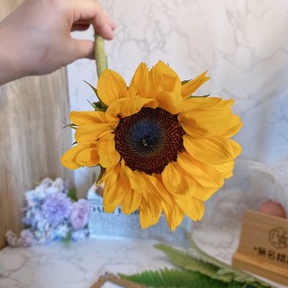 向日葵單支包裝 真花鮮花 大朵畢業花束/教師節/畢業禮物, (無包裝) 1支, 1個