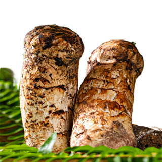 2025년 자연산 송이버섯 자연 송이, 1박스, 특등급 250g