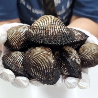 국내산 통영 생물 피조개 3kg 피꼬막, 1개, 생물 피꼬막 3kg(50미 내외)