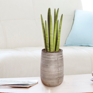 에코플라워 개업화분 (스투키 가로줄_70cm내외) 수도권일부배송 사진전송 사무실 이전 개업 승진 꽃배달 i-0422, 1개