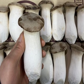 도담농산 새송이버섯 2kg 당일수확 당일발송, 새송이2kg(프리미엄), 1개