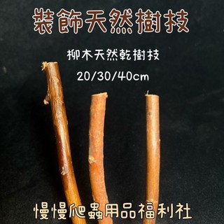 慢慢爬 柳木裝飾樹枝 爬蟲守宮昆蟲造景樹棲 20/30/40cm 原木色, 30cm,原木白色