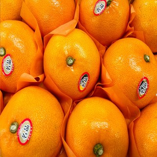 [당일출고] 새콤달콤한 제주도 천혜향 선물세트, 1박스, 천혜향 3kg 14-17과