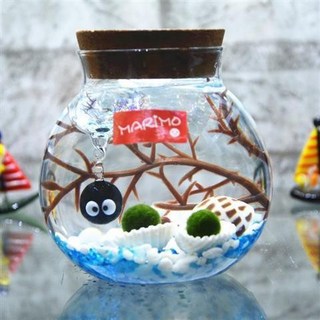 海藻球水培植物微景觀生態瓶苔蘚盆栽玻璃瓶 (包郵), 小煤球帶燈（藍白2歲2顆）, 1個