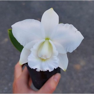 交種矮型嘉德蘭 Aloha case，香花嘉德，2.5吋盆栽，室內盆栽植物，不一定有花