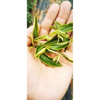 藝術裝飾畫作，提升居家品味，輕鬆打造獨特風格, 半熟茶枝(超商取貨只限6斤)