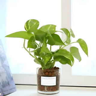 피오그린 천연 가습기 원통유리 하이드로볼 수경세트 공기정화식물 거실인테리어, 1개, 12 스킨답서스