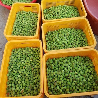 월악산할배 개복숭아 당절임 담근청 10kg, 1박스