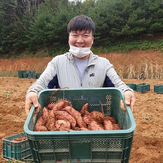 [산지직송] 25년 당진 햇 호풍미 꿀고구마 3kg 5kg 10kg 아침식사대용 다이어트 캠핑요리 직거래, 1박스, 못난이 3kg