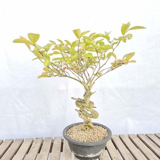 배롱나무 목 백일홍 근상 중형 묘목 분재 베란다 책상 화분, 1개