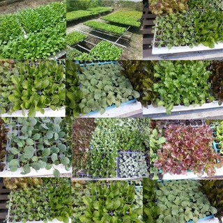 꽃상추모종 20개세트 상추키워먹기 가장많이 먹는 맛(SO)