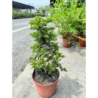 霏霏園藝造型杜松，批發價700元, 1個