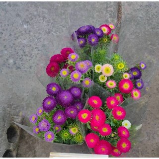 霏霏園藝雲南菊6寸盆栽 色彩鮮豔易栽種 特價優惠中, 1個