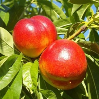 천도복숭아나무(신비복숭아 천홍복숭아 신선복숭아)[접목1년] 제이에스가든, 1세트