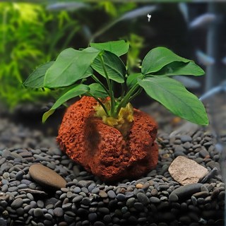 【AC草影】小榕火山岩 一棵, 1個