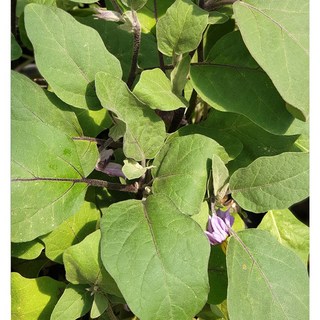 [모종가게] 가지 모종, 가지모종1개, 1개