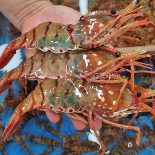 활 독도새우 (꽃 닭 도화) 300g 500g 버스발송가능, 활 닭새우 300g (중량기준), 1개