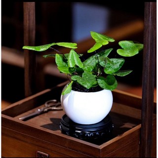 霏霏園藝心願蕨4吋盆栽 茶桌辦公室桌面盆栽 綠植蕨類盆景 淨化空氣, 1個