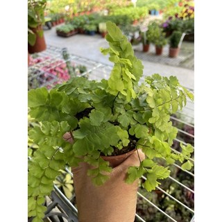 霏霏園藝 雲片葉鐵線蕨 3寸盆栽 特價99元, 1個