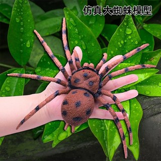 大號仿真蜘蛛模型 逼真蜘蛛玩具 萬聖節惡搞道具, 1個