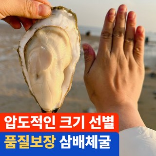 [프리미엄 삼배체 굴] 청정해역 생굴 석화 개체굴 산지직송 신선한 제철 캠핑가정용 고성산, 1박스, 5kg