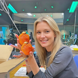 2025년 충북 햇곶감 반건시 프리미엄 상주 반건시 선물세트 농장직송, 1개, 충북 햇곶감 500g내외1팩/10-15과 내외