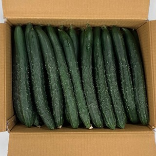 클릭마켓 국내산 가시오이 특품 청오이, 1개, 특 5kg