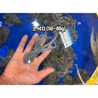 국내산 해감 뻘낙지 목포 세발낙지 산소포장 1박스, 1개, 소낙지 (약 50~80g) 20마리
