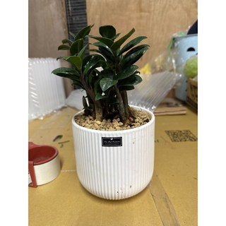 霏霏園藝 金錢樹盆栽, 1個