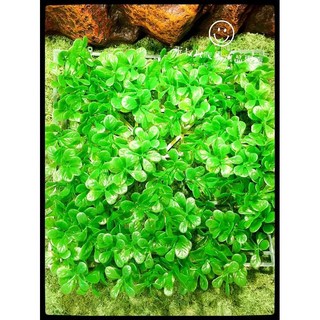 蛋叔叔 仿真植物拼裝草皮 - 草皮0525/草皮0526/地毯, 草皮-0526