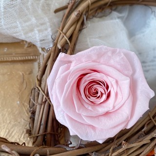 大地農園永生玫瑰 裸色奶茶色系 求婚花束 永生花批發 乾燥花色系, d-玫瑰花園