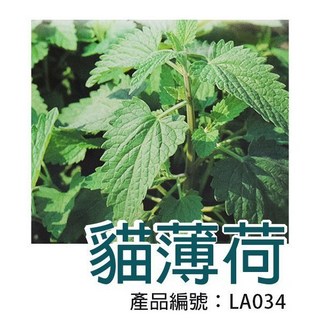 【醬米資材】DIY種子栽種 荊芥(貓薄荷) - 居家園藝 盆栽首選, 1個