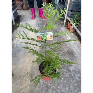 霏霏園藝紅檜5吋盆栽 高度60公分 天然芬芳 打造您的理想園藝空間, 1個