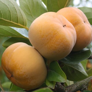 직거래농민장터 전라도 감 햇 단감 상서 차량 부유, 1개, 단감 10kg 크기랜덤 흠집과