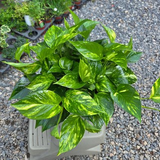 [안녕두구동] 스킨답서스 무늬 마블 공기정화식물 키우기쉬운 수경재배 화분받침, 1개