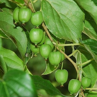다래나무 묘목 키1.5M 자가수정 일세다래 백화으름 4년생 결실주, 으름(홍화대실), 1개