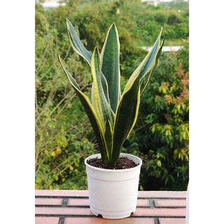 花樣渼栽盆栽生活館 金邊虎尾蘭 (5寸) 室內清淨空氣盆栽 室內植物 室外植物 多肉植物, 1個, 綠色